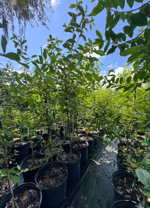 Highland Tupelo Tree (Nyssa sylvatica)