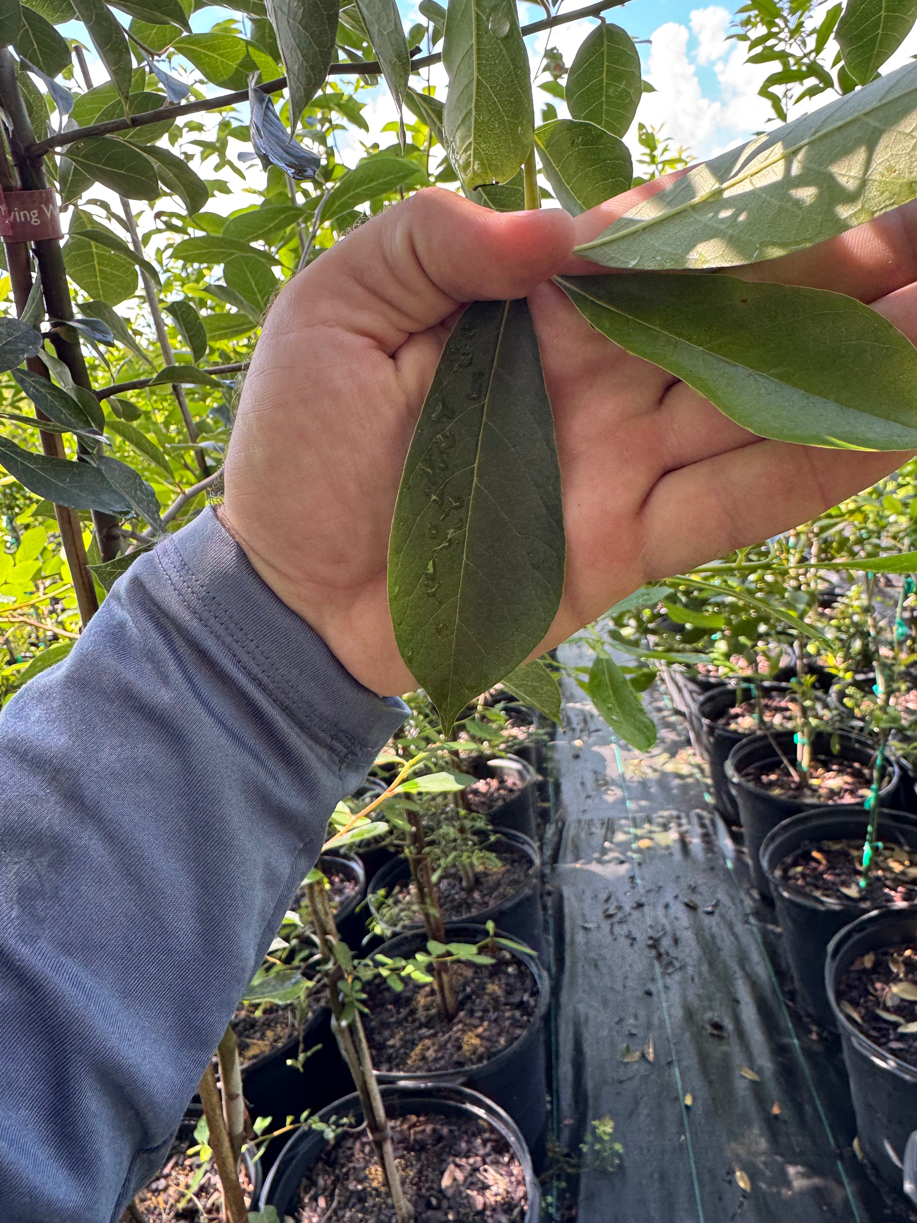 Highland Tupelo Tree (Nyssa sylvatica) 6-9FT