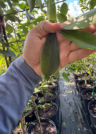 Highland Tupelo Tree (Nyssa sylvatica)