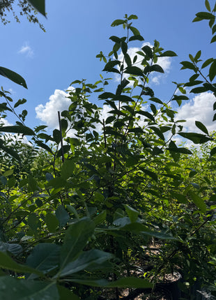 Highland Tupelo Tree (Nyssa sylvatica)