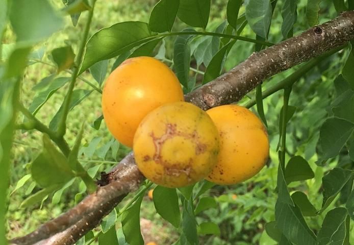 Hog Plum (Ximenia Americana)
