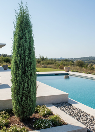 Juniper Brodie ( Juniperus virginiana Brodie) next to pool