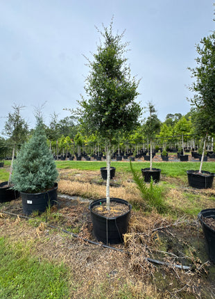 Live Oak (Quercus Virginiana)