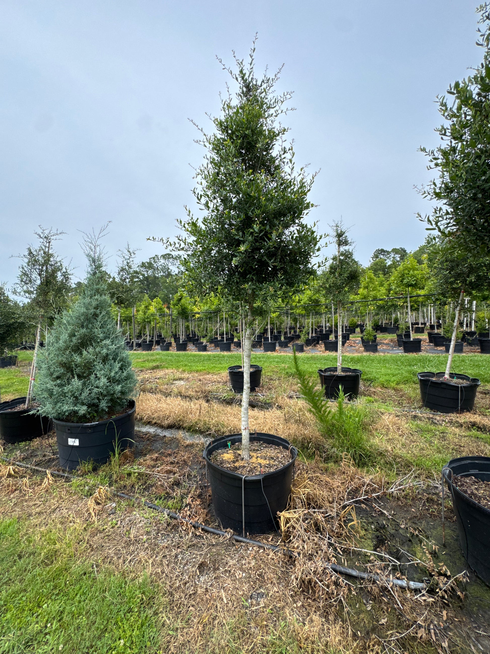 Live Oak (Quercus Virginiana) **Limited Quantity** 30, 45 & 100 Gallon