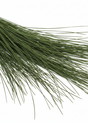 Long Leaf Pine (Pinus palustris)