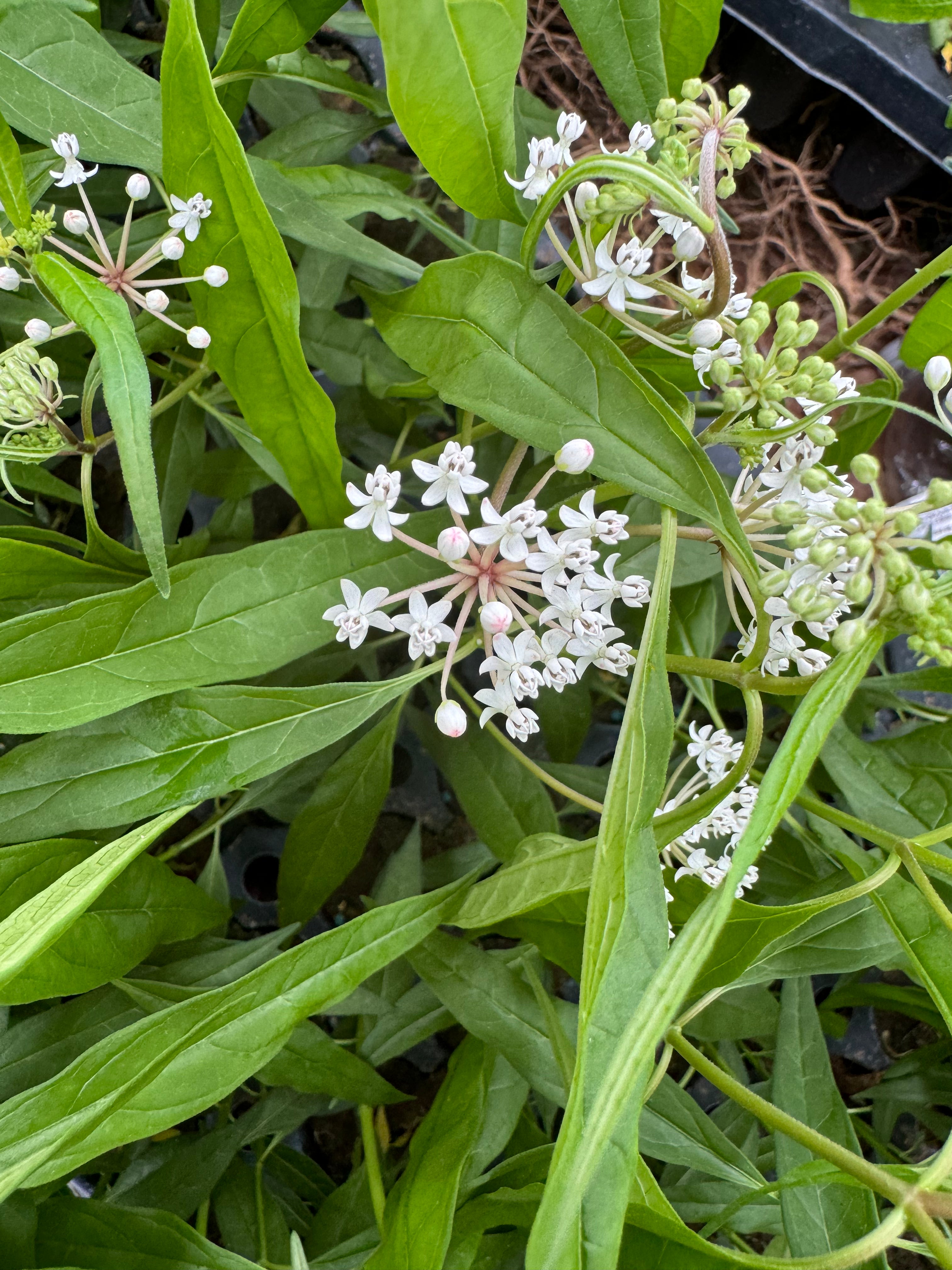 Native Milkweed White (Asclepias Perennis)