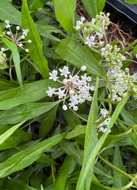 Native Milkweed White (Asclepias Perennis)