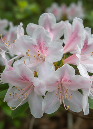 Native Azalea (Rhododendron canescens) up close of flowers