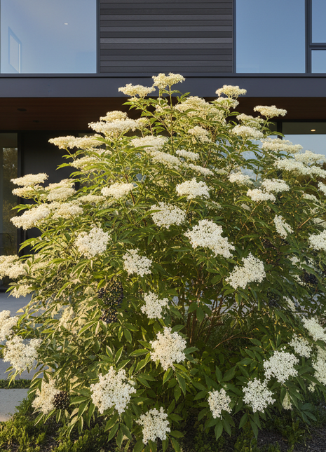 Flowering bush in front of a modern house with large windows