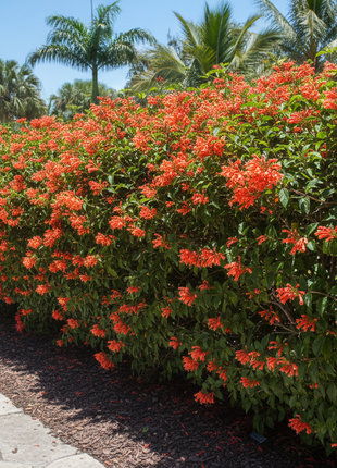 Native Firebush (Hamelia Patens) as a hedge