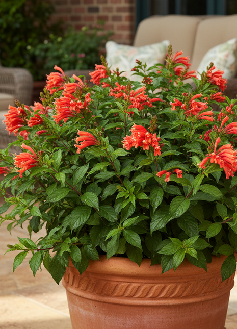 Native Firebush (Hamelia Patens) as patio plant