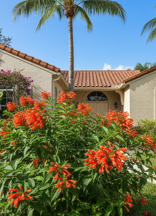 Native Firebush (Hamelia Patens) in front of florida home