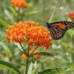 Native Milkweed Orange (Asclepias Tuberosa) with monarch butterfly