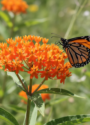 Native Milkweed Orange (Asclepias Tuberosa) with monarch butterfly