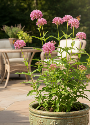 Native Milkweed Pink (Asclepias Incarnata) Coming Soon