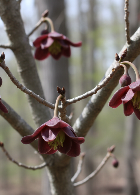 Burgundy flowers on a tree branch with a blurred forest background