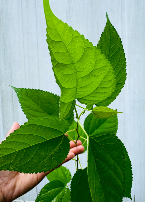 Native Mulberry (Morus Rubra)
