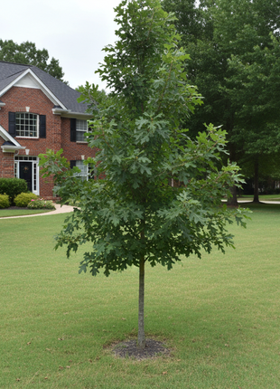 Nuttall Oak (Quercus Texana) small tree in yard