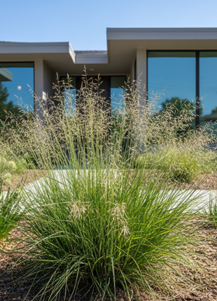 Pre-Order Openflower Witchgrass (Dichanthelium laxiflorum)