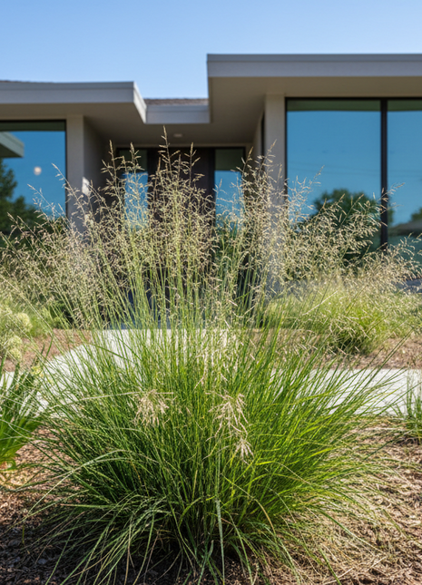 Pre-Order Openflower Witchgrass (Dichanthelium laxiflorum)