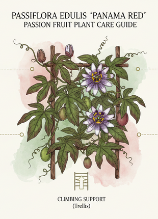 Passion fruit plant care guide with illustrations and text on a white background