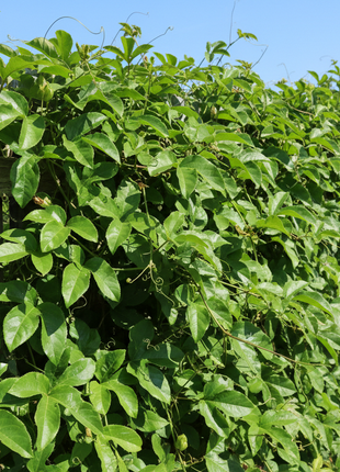 Passion Fruit "Bounty" (Passiflora edulis 'Bounty') climbing fence with no fruit