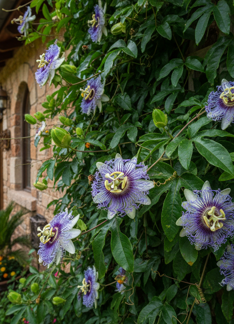 Passion Fruit "Bounty" (Passiflora edulis 'Bounty') climbing house with flowers