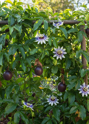 Passion Fruit "Bounty" (Passiflora edulis 'Bounty') in yard