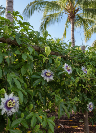 Passion Fruit "Bounty" (Passiflora edulis 'Bounty') next to palm trees