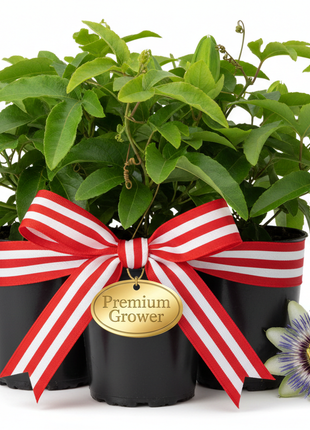 Passion Fruit "Bounty" (Passiflora edulis 'Bounty')