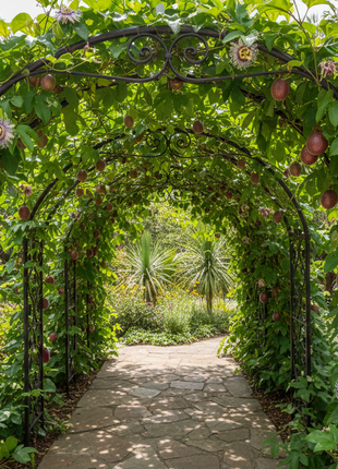 Passion Fruit "Panama Red" (Passiflora edulis 'Panama Red) climbing around arch trellis