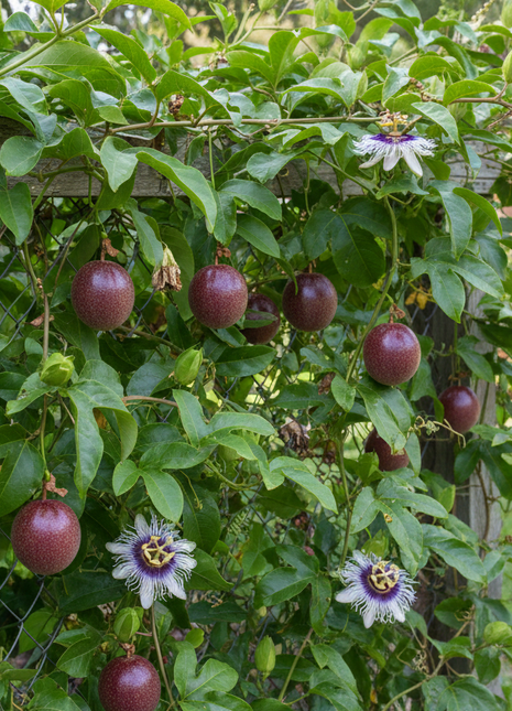 Passion Fruit "Panama Red" (Passiflora edulis 'Panama Red) in yard