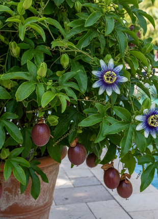 Passion Fruit "Panama Red" (Passiflora edulis 'Panama Red) off the pool