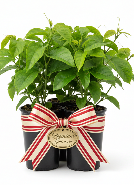 Two potted plants with a decorative bow and label on a white background