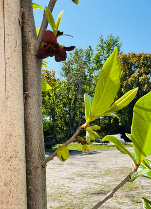 Native Pawpaw (Asimina Parviflora) from seed