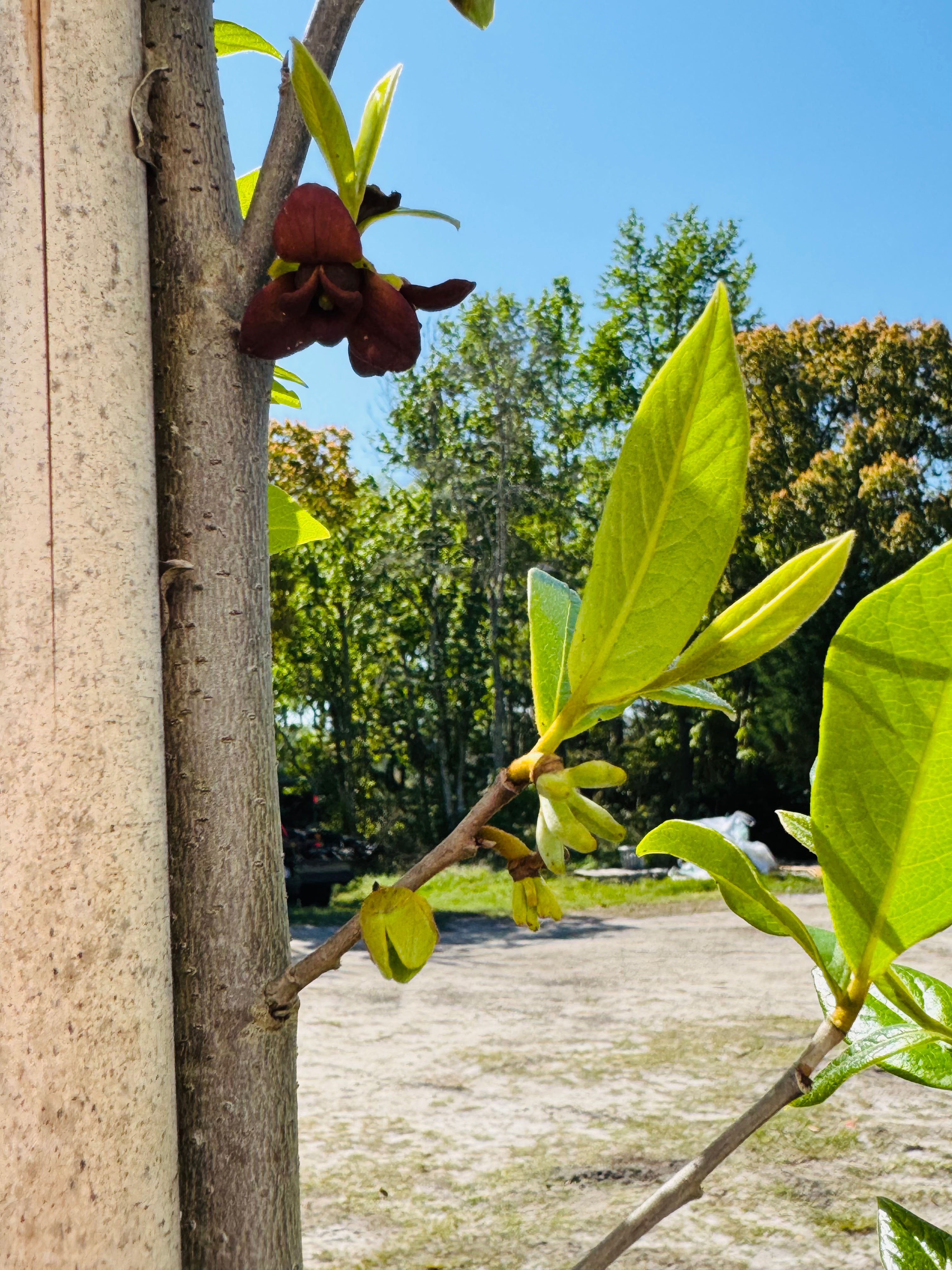 Native Pawpaw (Asimina Triloba) from seed