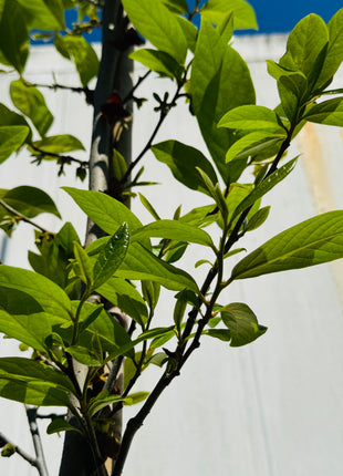 Native Pawpaw (Asimina Parviflora) from seed