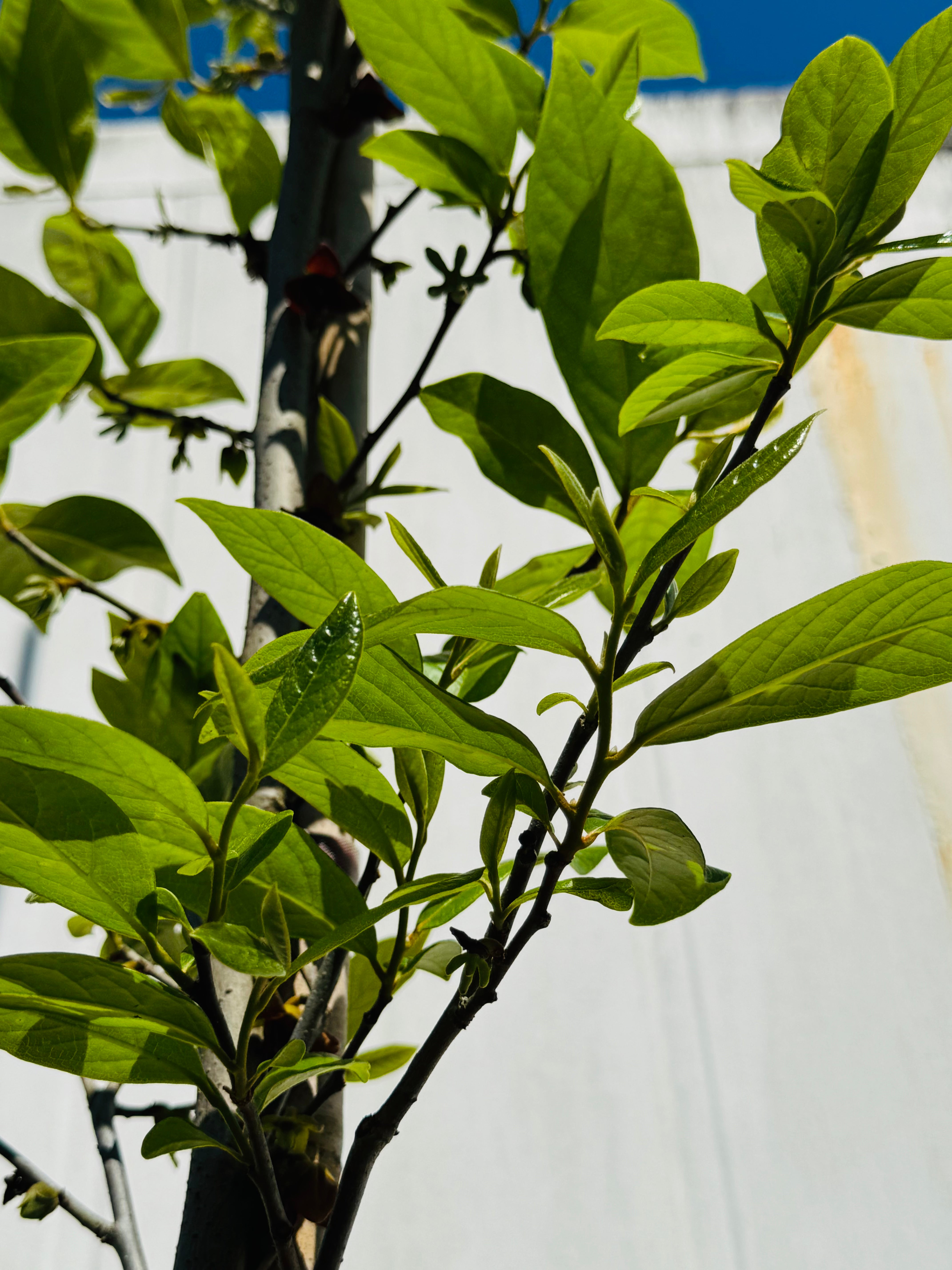 Native Pawpaw (Asimina Triloba) from seed