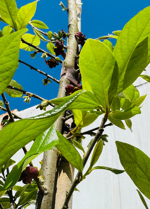 Native Pawpaw (Asimina Parviflora) from seed