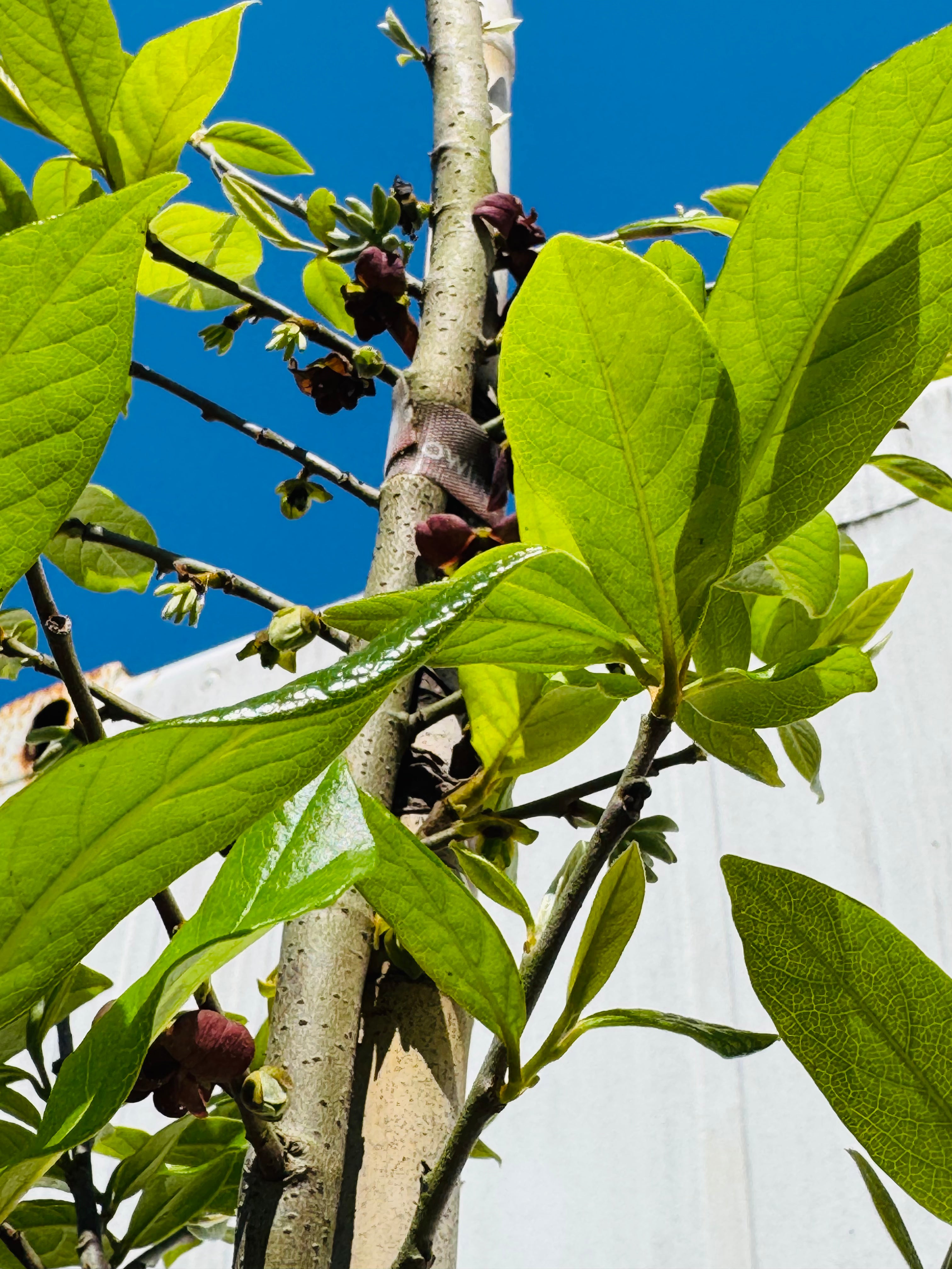 Native Pawpaw (Asimina Triloba) from seed