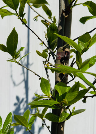 Native Pawpaw (Asimina Parviflora) from seed