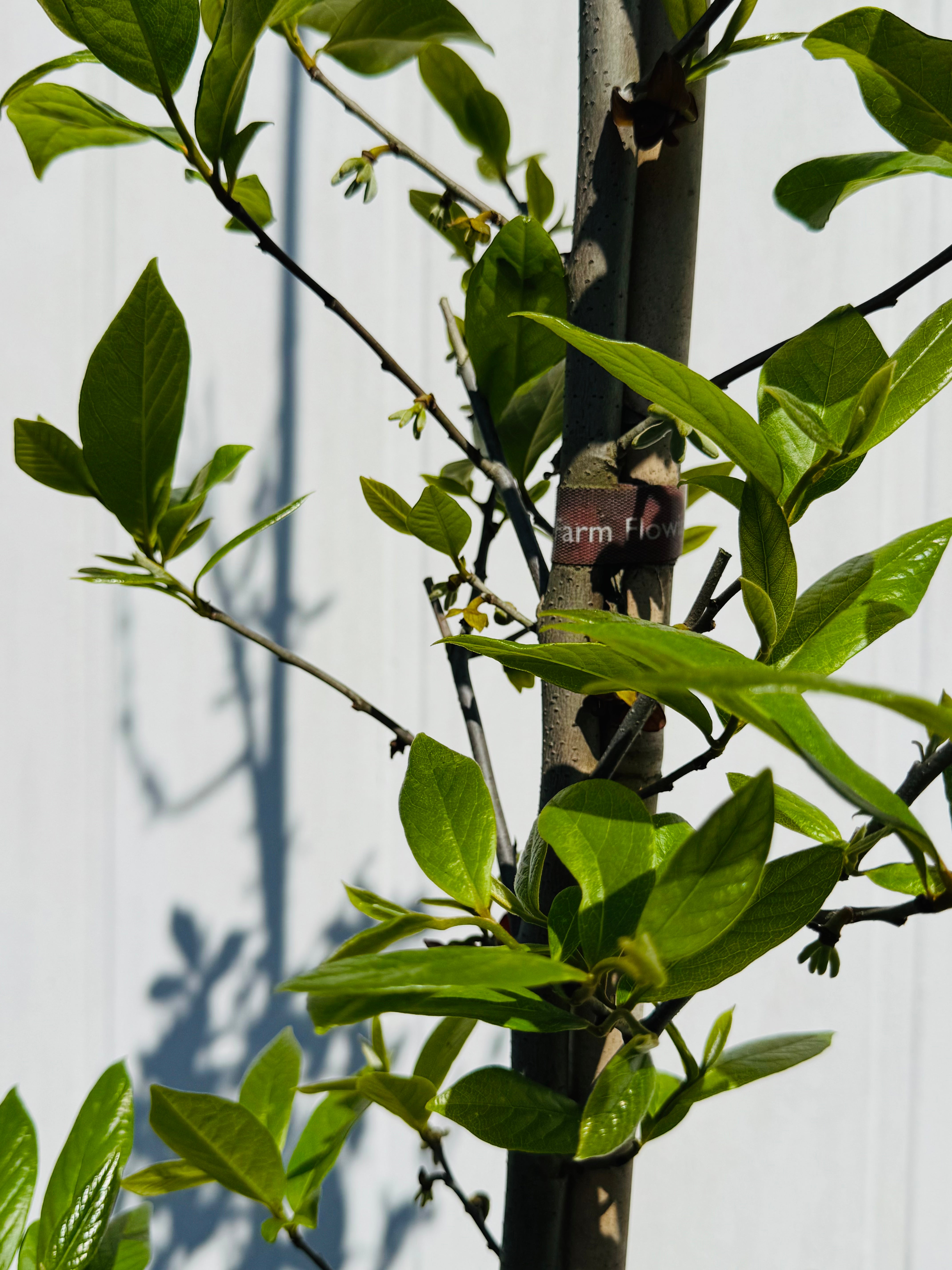 Native Pawpaw (Asimina Triloba) from seed
