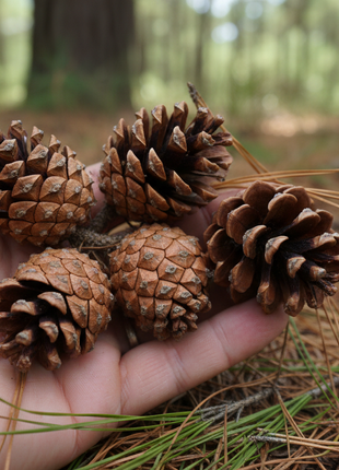 Pond Pine (Pinus serotina)