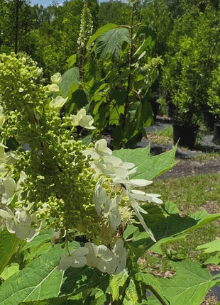 Oakleaf Hydrangea
