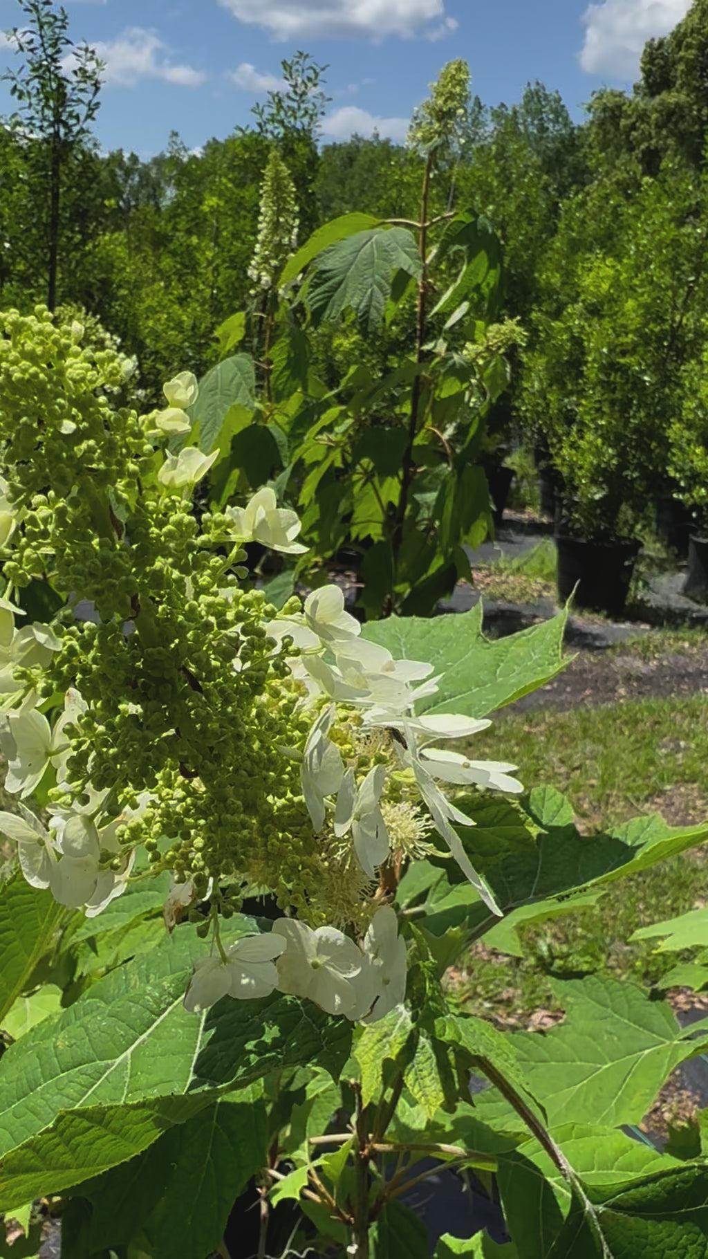 Oakleaf Hydrangea