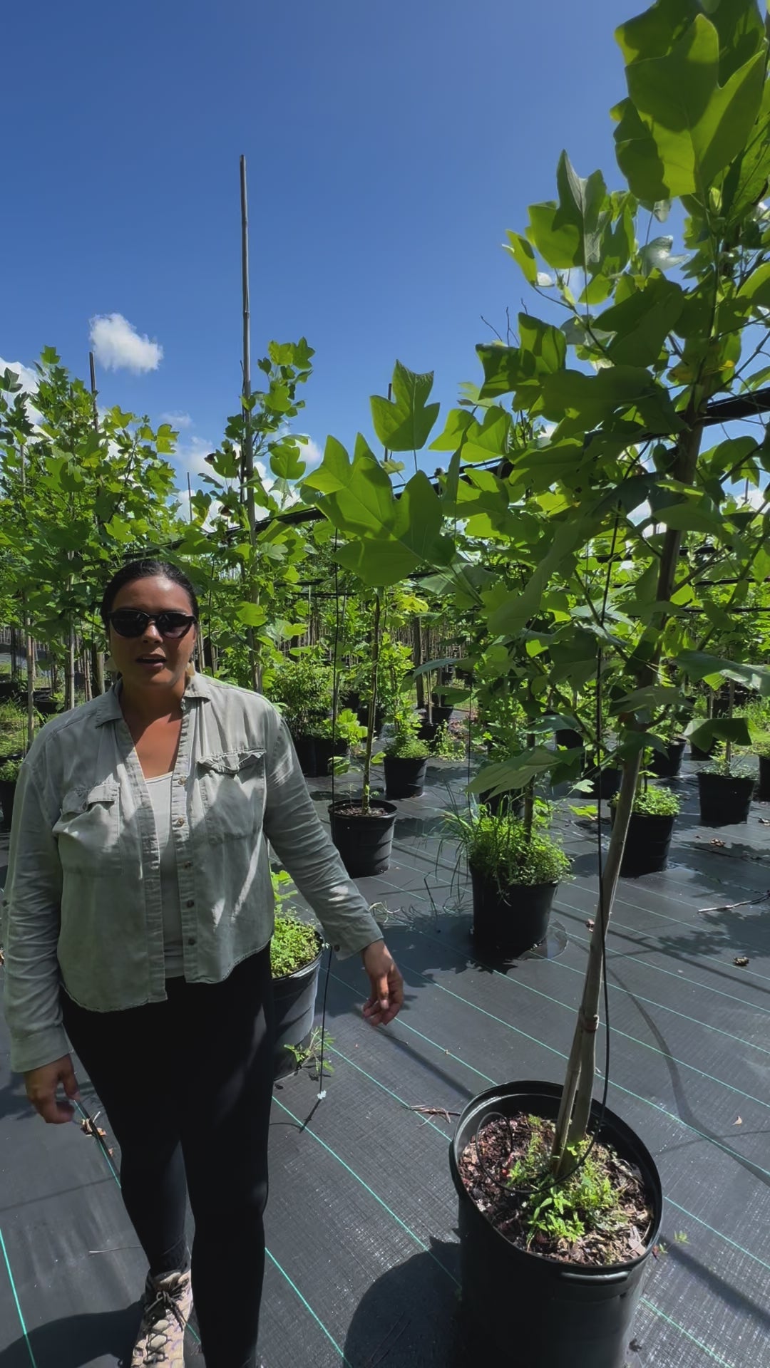 Tulip Poplar Tree (Liriodendron Tulipifera) Florida Native – 15 Gallon