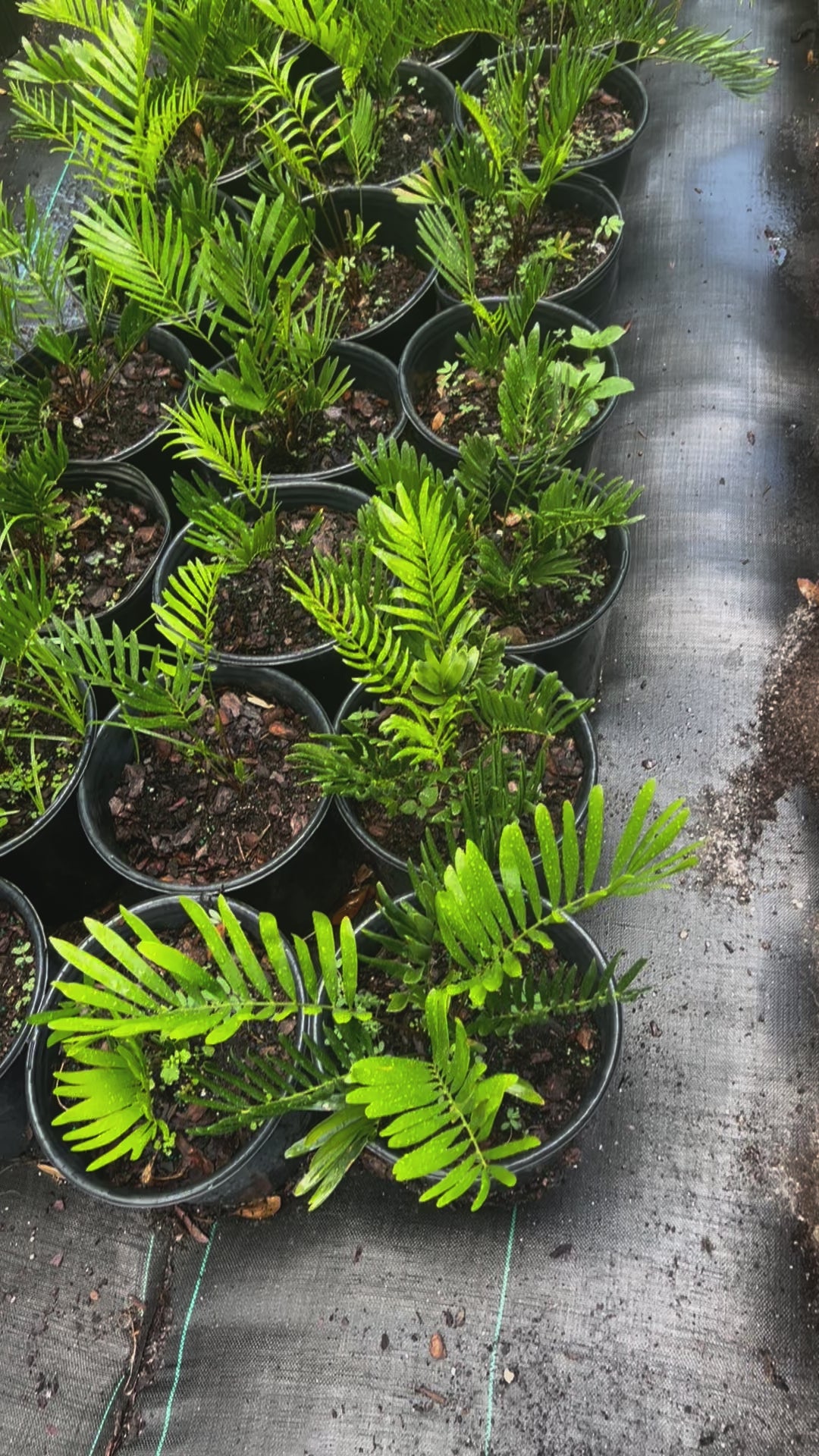 Native Coontie (Zamia Integrifolia) 1-2FT