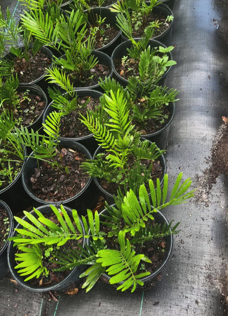 Native Coontie (Zamia Integrifolia)