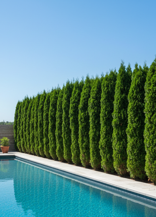 Native Juniper Brodie ( Juniperus Virginiana Brodie)