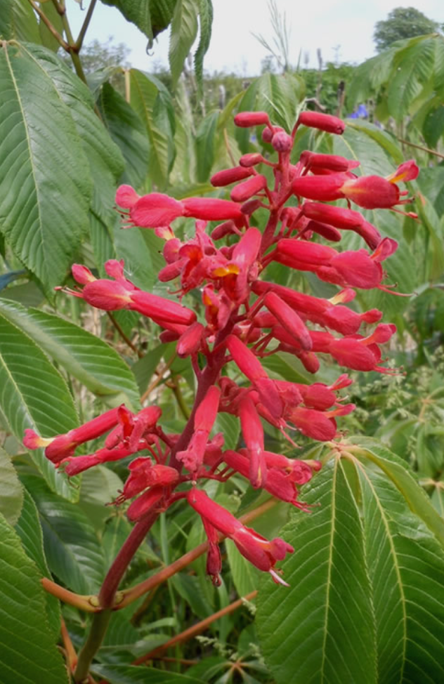 Florida Native Red Buckeye (Aesculus Pavia)